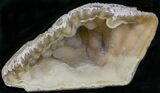 Agatized Fossil Coral Geode - Florida #22424-1